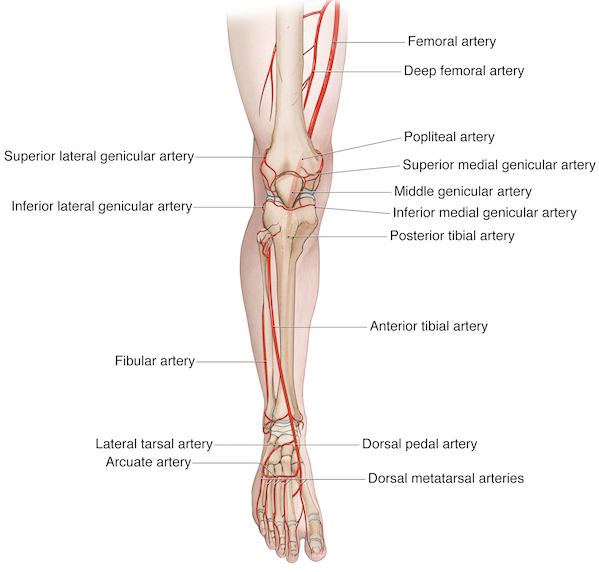Leg Knee Anatomy
